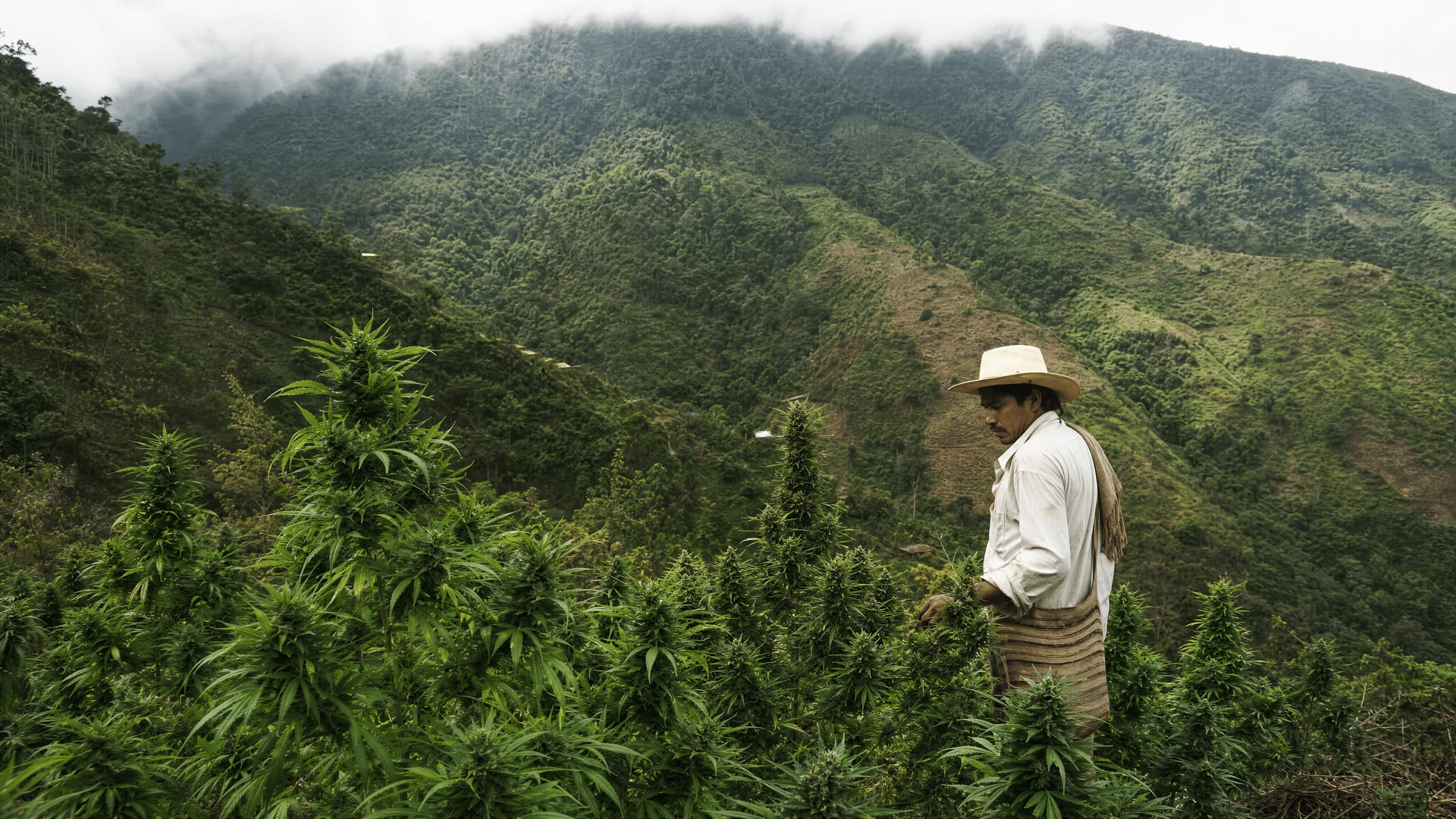 Agricultural slopes of Colombia’s Sierra Nevada near Santa Marta during the 1970s bonanza
